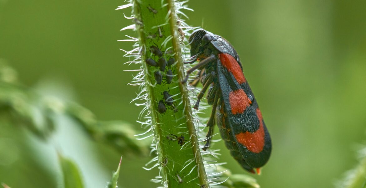 Aphids on plant stem