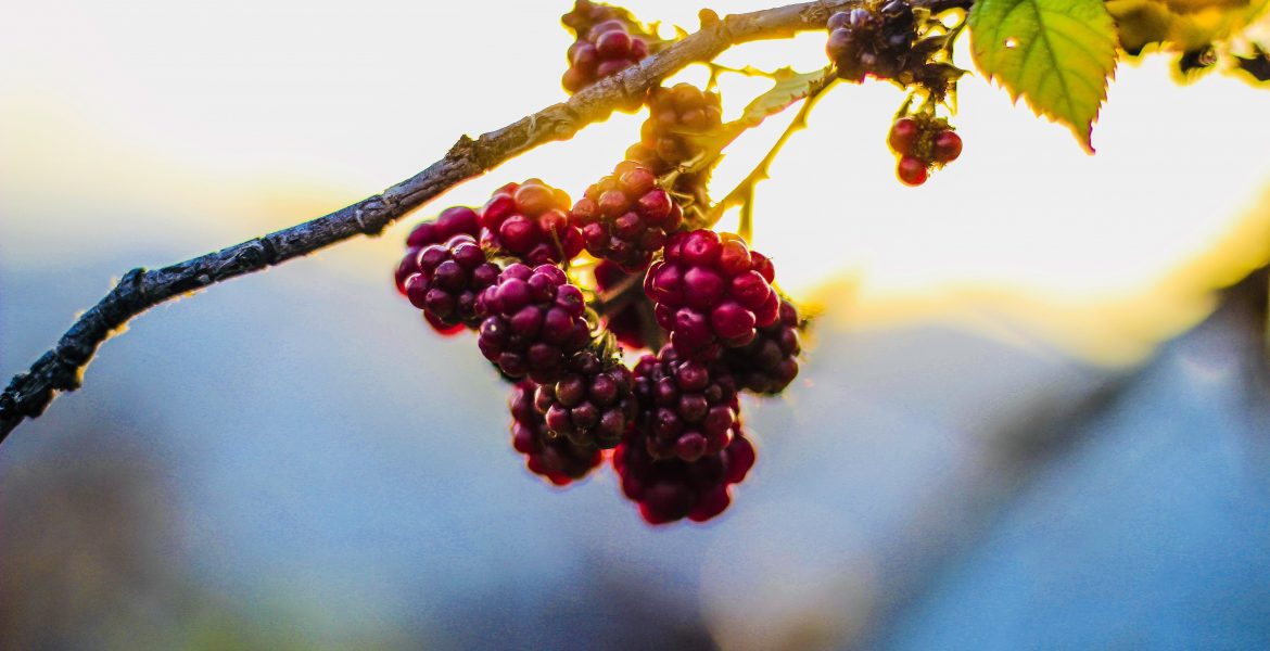 Berry bush plant